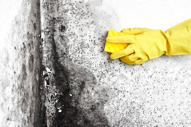 Reliable Burbank, IL Mold Removal Solutions