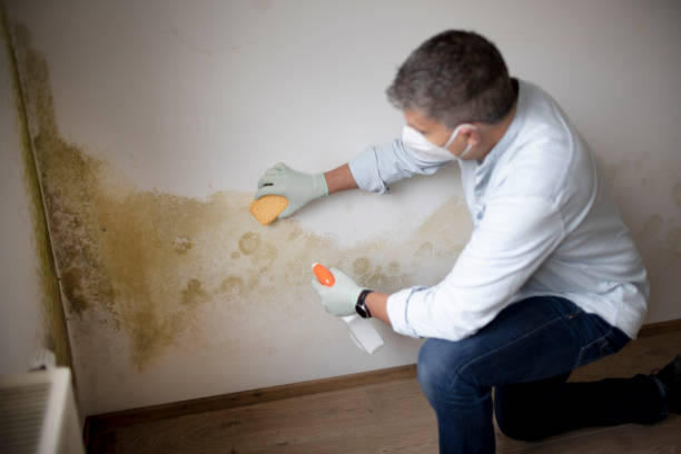 Best Mold Removal for HVAC Installations  in Burbank, IL