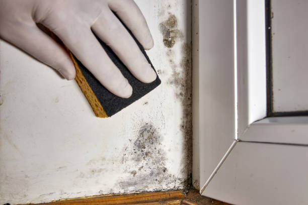 Best Commercial Mold Inspection  in Burbank, IL